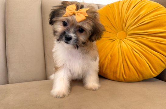 Cute Teddy Bear Designer Pup