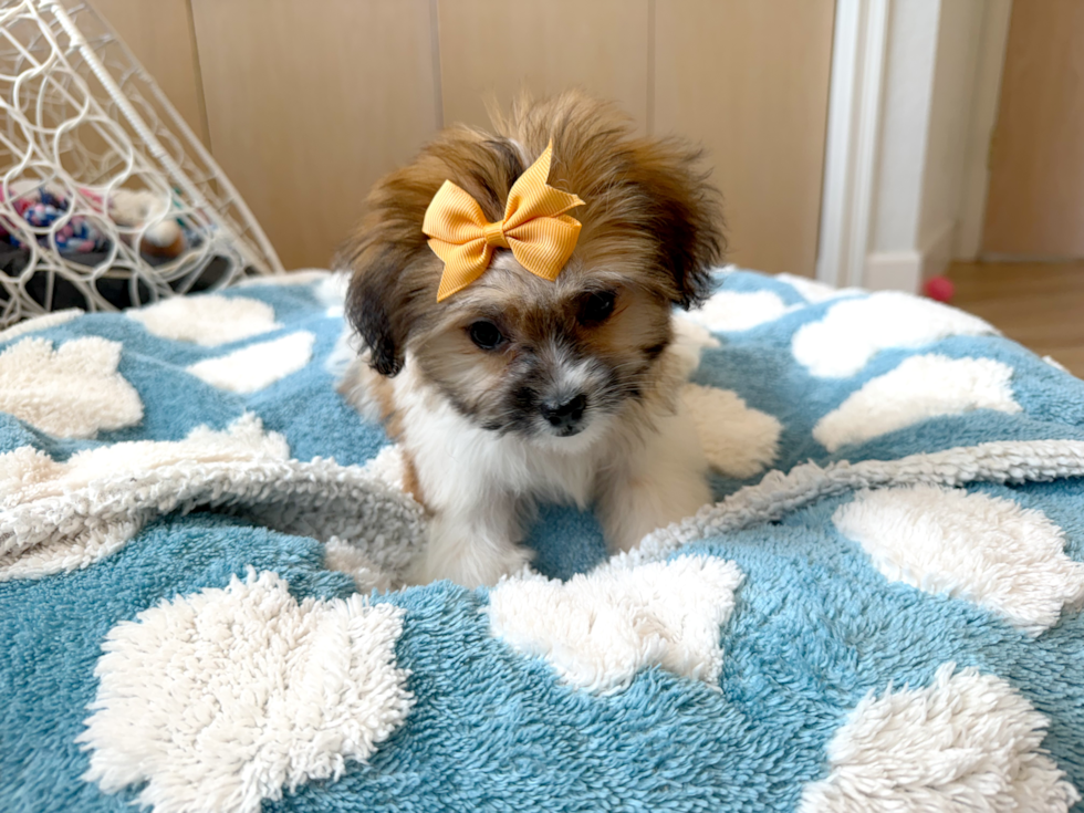 Teddy Bear Pup Being Cute