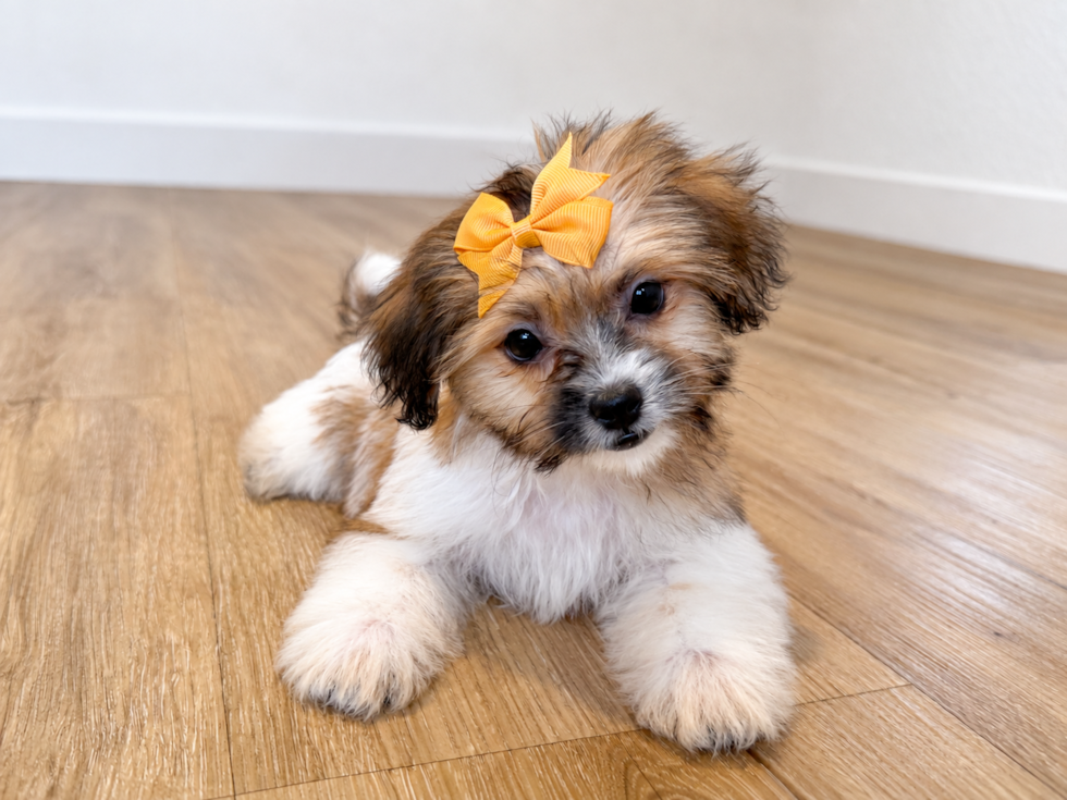 Cute Shichon Designer Puppy