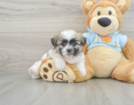 7 week old Teddy Bear Puppy For Sale - Seaside Pups