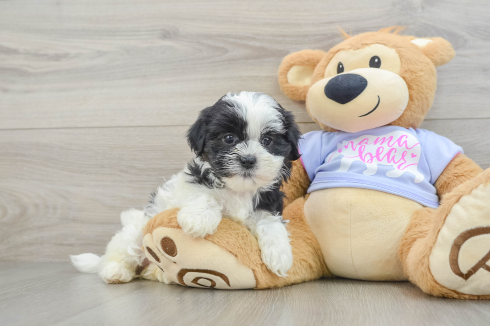 Best Teddy Bear Baby