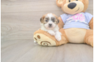 Teddy Bear Puppy for Adoption