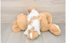 Fluffy Teddy Bear Designer Pup