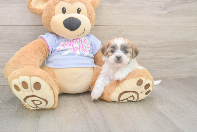 Happy Teddy Bear Baby