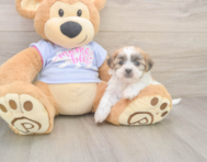 8 week old Teddy Bear Puppy For Sale - Seaside Pups