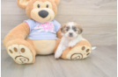 Happy Teddy Bear Baby