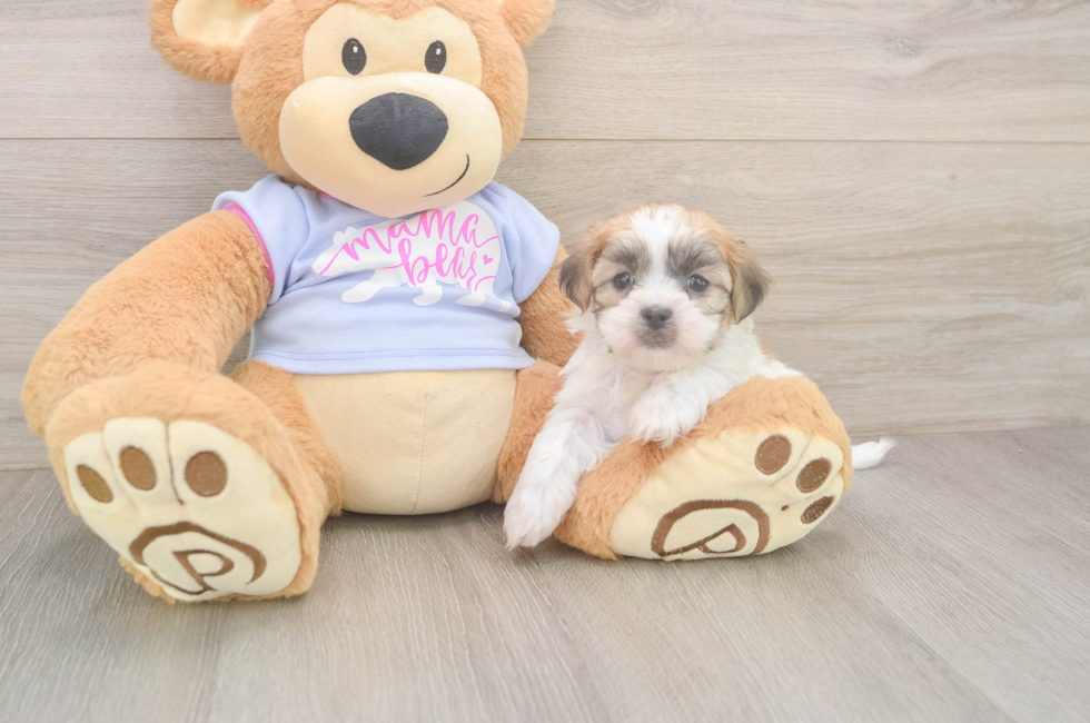 6 week old Teddy Bear Puppy For Sale - Seaside Pups