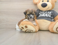 8 week old Teddy Bear Puppy For Sale - Seaside Pups