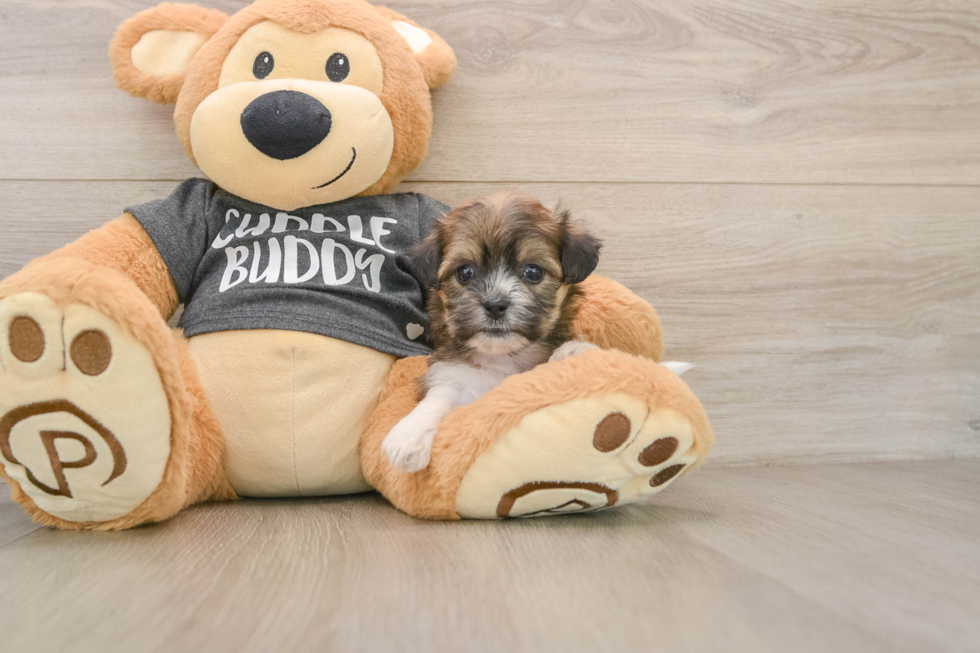 Petite Teddy Bear Designer Pup