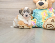 7 week old Teddy Bear Puppy For Sale - Seaside Pups