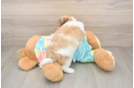 Little Shit Designer Puppy