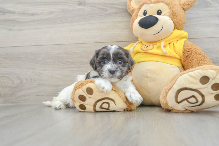 Smart Teddy Bear Designer Pup