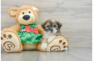 Best Teddy Bear Baby