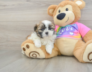 6 week old Teddy Bear Puppy For Sale - Seaside Pups