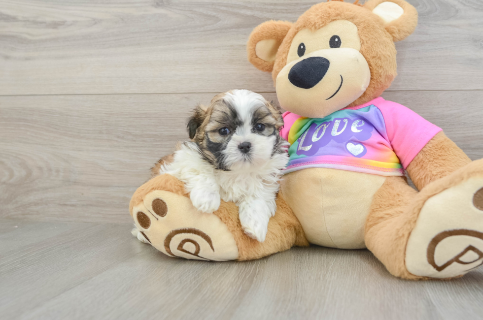 6 week old Teddy Bear Puppy For Sale - Seaside Pups