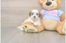 Cute Teddy Bear Baby