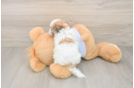 Teddy Bear Pup Being Cute
