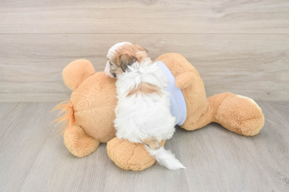 Teddy Bear Pup Being Cute
