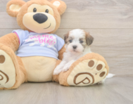 7 week old Teddy Bear Puppy For Sale - Seaside Pups