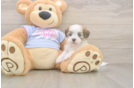 Best Teddy Bear Baby