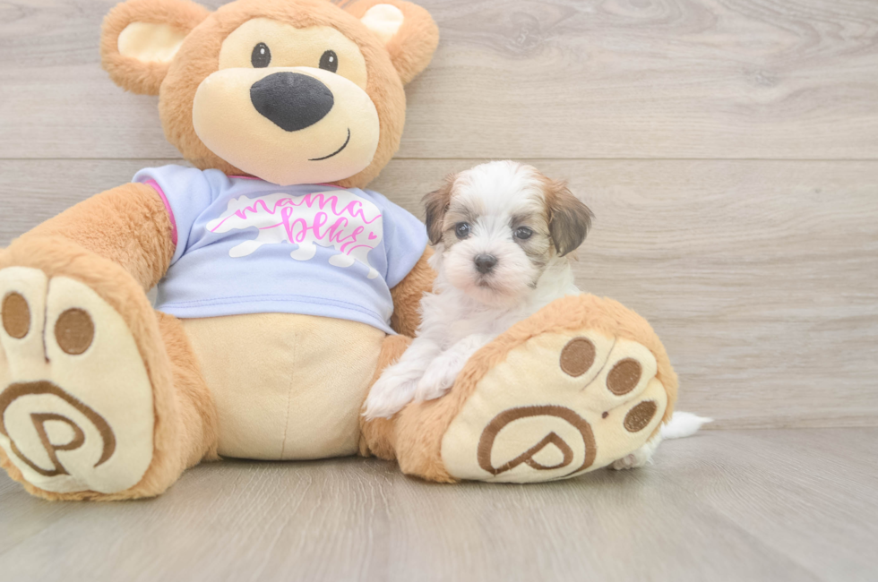 6 week old Teddy Bear Puppy For Sale - Seaside Pups