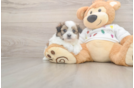 Funny Teddy Bear Designer Pup