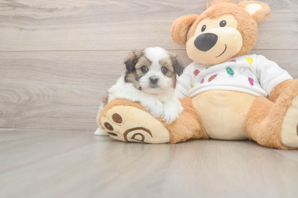 Funny Teddy Bear Designer Pup