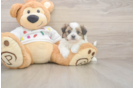 Funny Teddy Bear Designer Pup