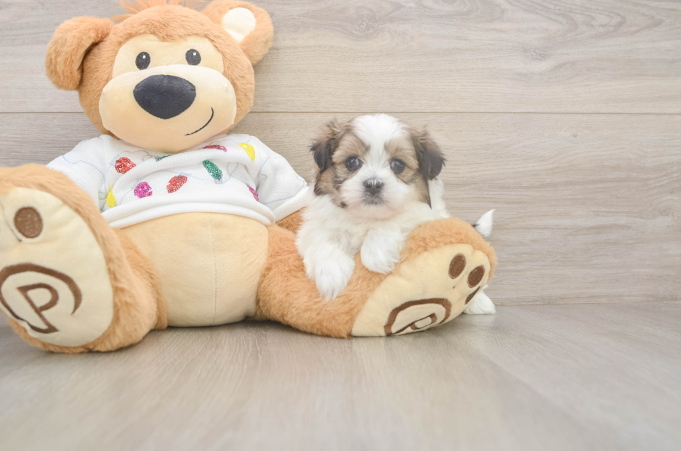 5 week old Teddy Bear Puppy For Sale - Seaside Pups