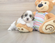 5 week old Teddy Bear Puppy For Sale - Seaside Pups