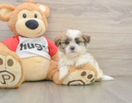 5 week old Teddy Bear Puppy For Sale - Seaside Pups