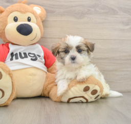 6 week old Teddy Bear Puppy For Sale - Seaside Pups