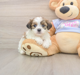 5 week old Teddy Bear Puppy For Sale - Seaside Pups