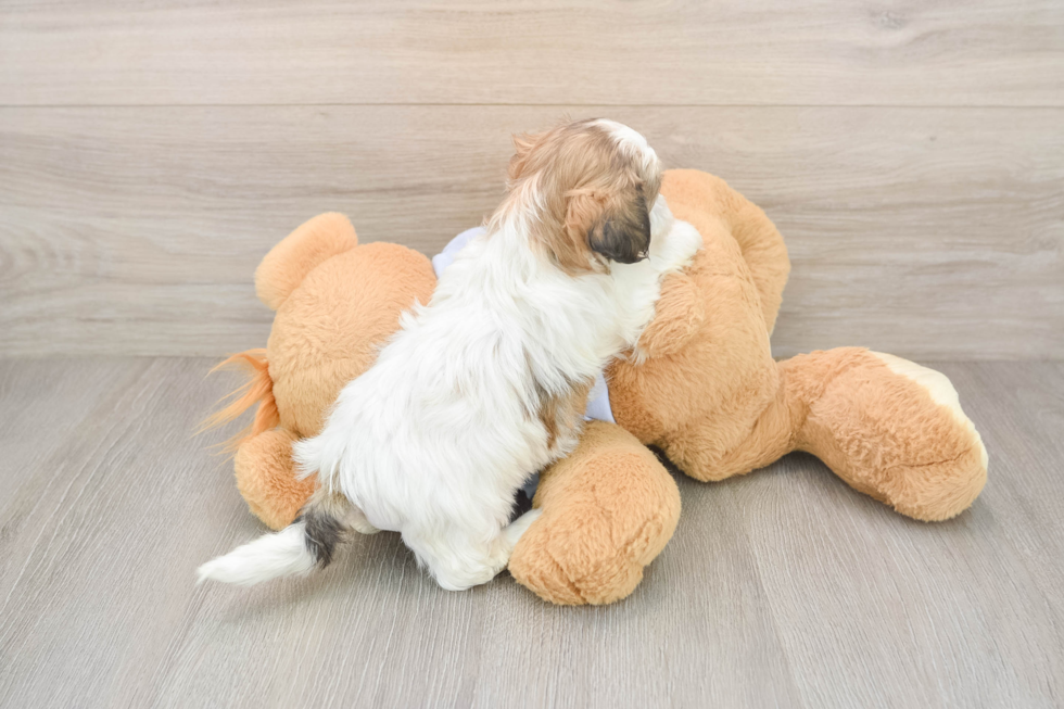 Teddy Bear Puppy for Adoption