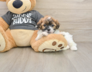 7 week old Teddy Bear Puppy For Sale - Seaside Pups