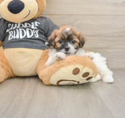 7 week old Teddy Bear Puppy For Sale - Seaside Pups