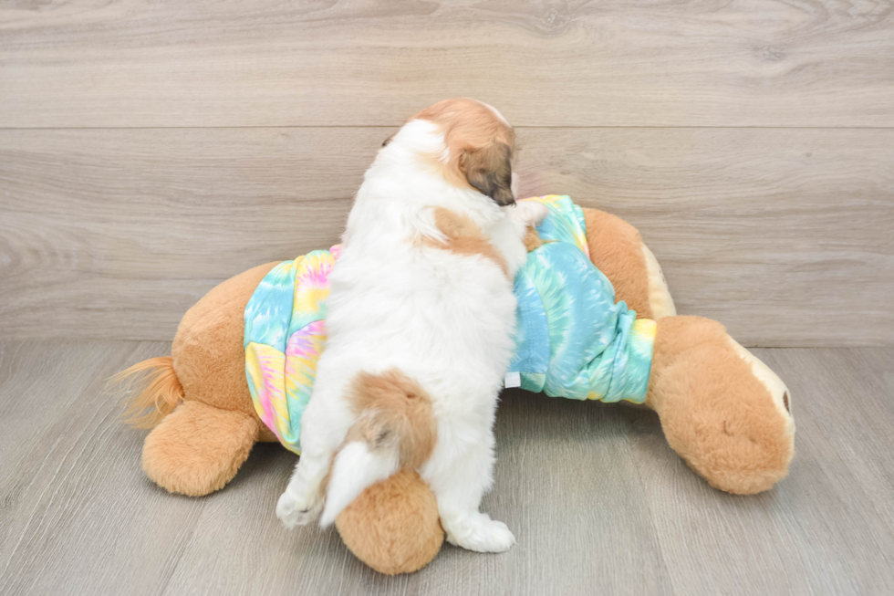 Best Teddy Bear Baby