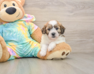 7 week old Teddy Bear Puppy For Sale - Seaside Pups