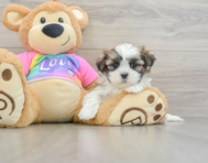 6 week old Teddy Bear Puppy For Sale - Seaside Pups