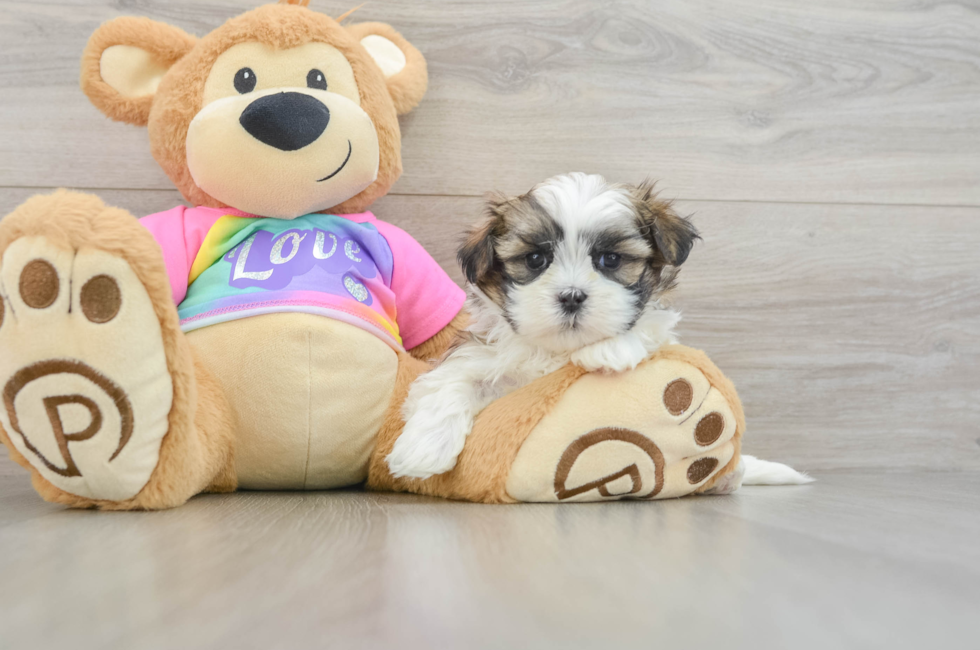 6 week old Teddy Bear Puppy For Sale - Seaside Pups