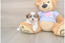 Sweet Teddy Bear Baby