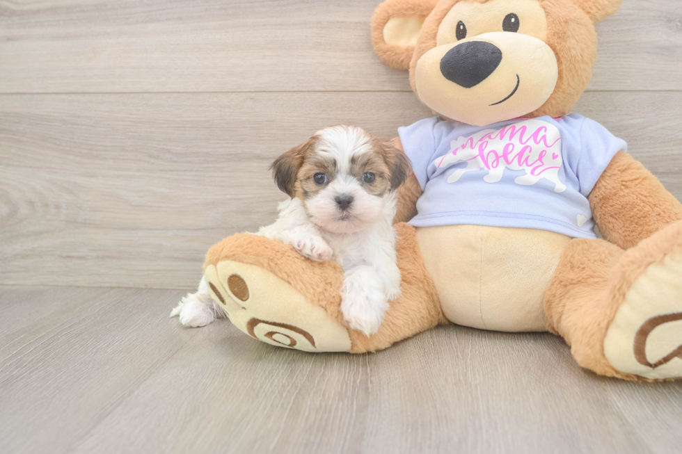 Sweet Teddy Bear Baby