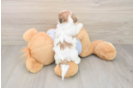 Best Teddy Bear Baby