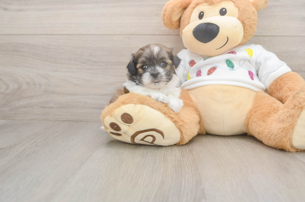 5 week old Teddy Bear Puppy For Sale - Seaside Pups