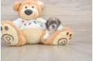 Little Shitzu Designer Puppy
