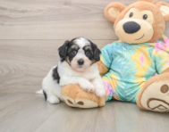 7 week old Teddy Bear Puppy For Sale - Seaside Pups