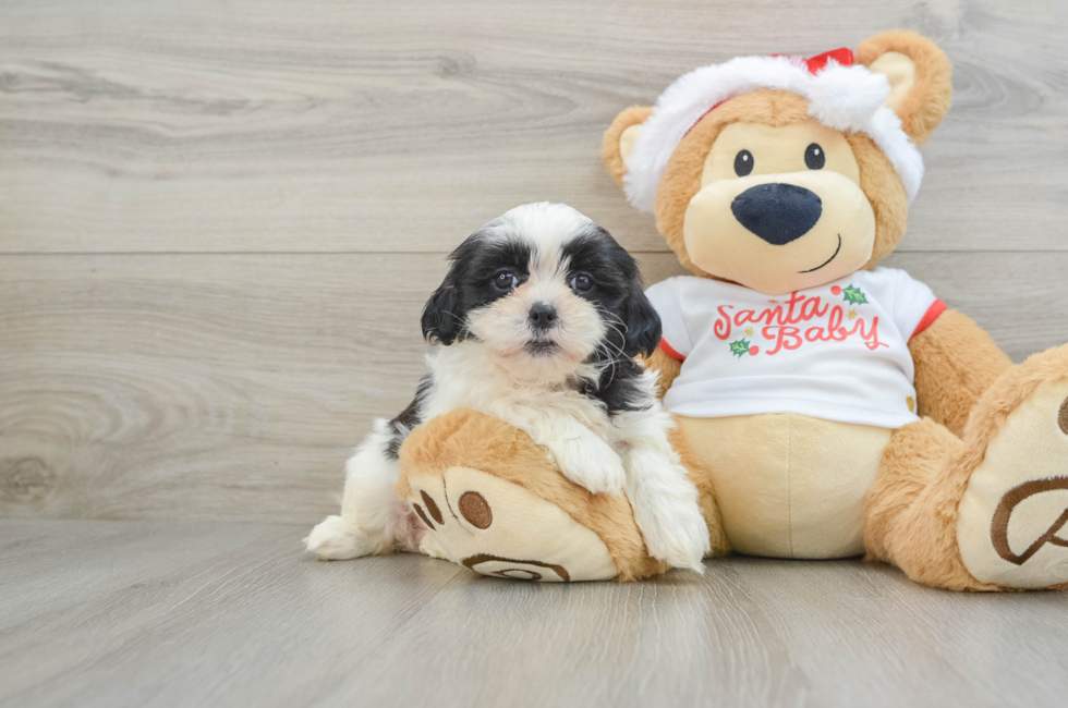 6 week old Teddy Bear Puppy For Sale - Seaside Pups