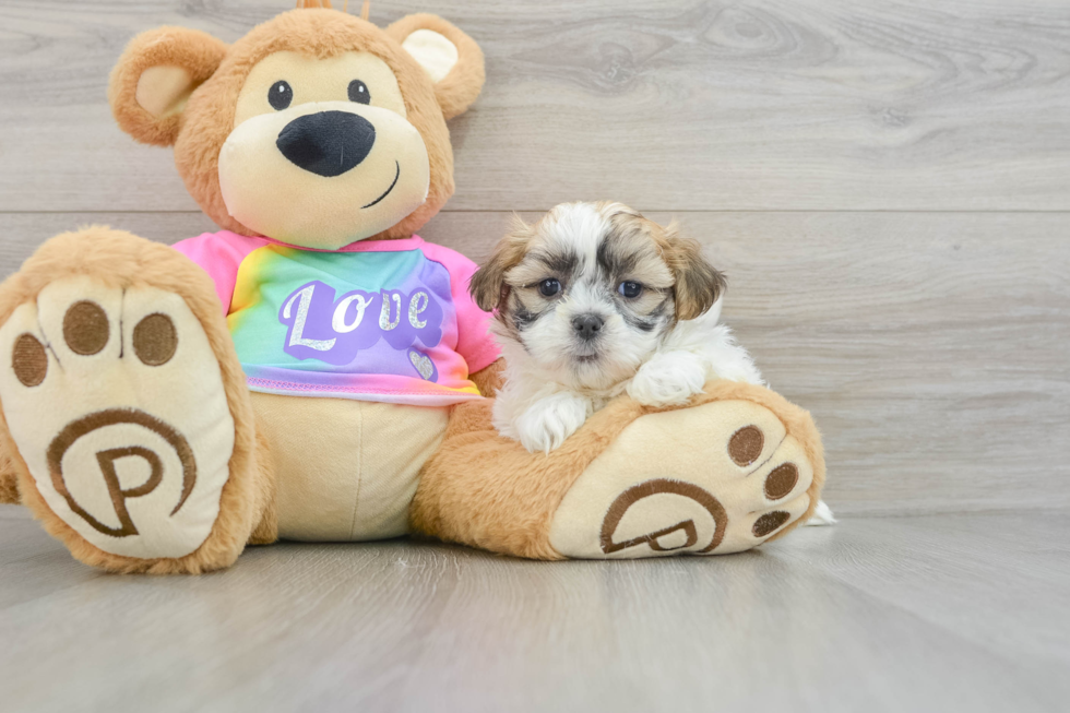 Best Teddy Bear Baby