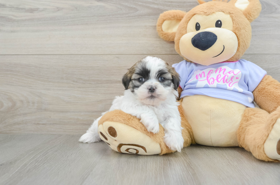 6 week old Teddy Bear Puppy For Sale - Seaside Pups