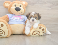 6 week old Teddy Bear Puppy For Sale - Seaside Pups